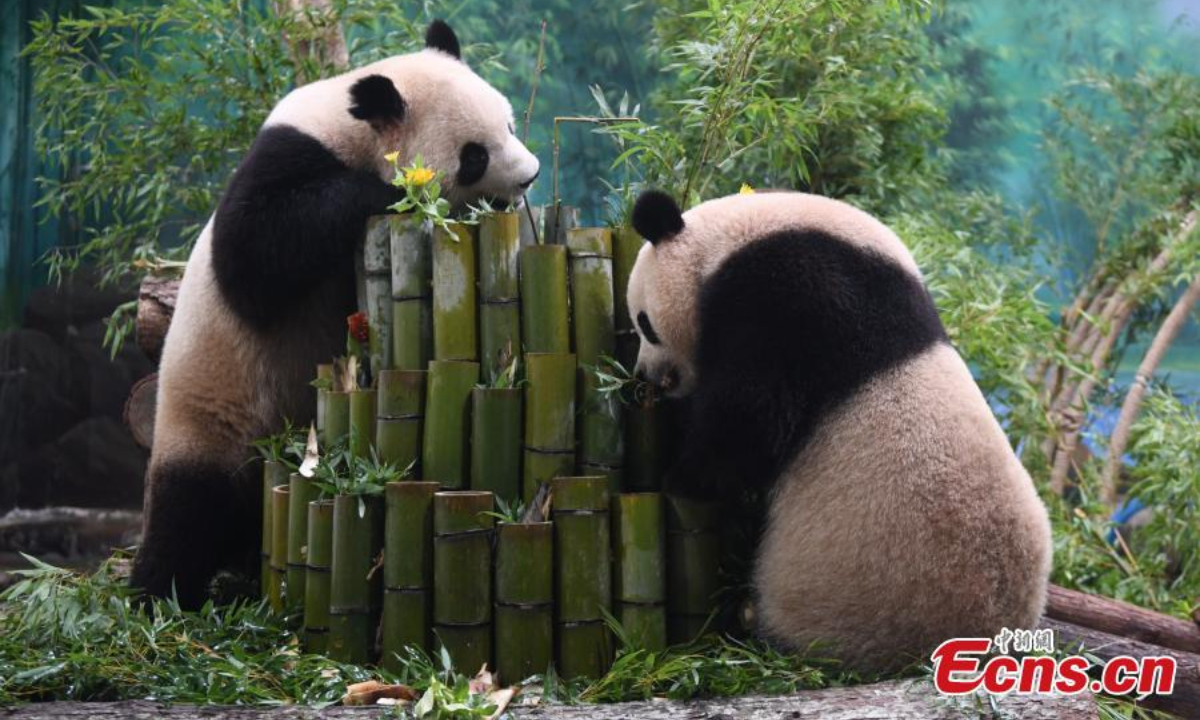 Giant pandas Chun Sheng and Xiang Guo eat bamboos at Hangzhou Zoo in east China's Jiangsu Province, Aug 18, 2023. Photo:China News Service
