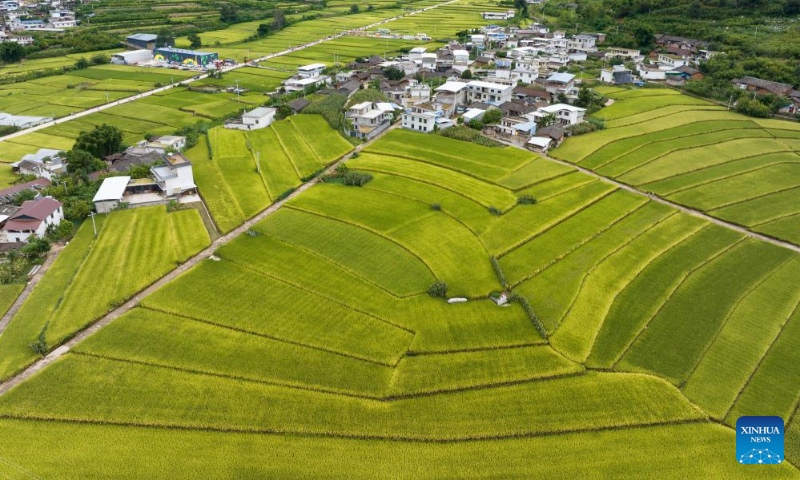 This aerial photo taken on Sept. 2, 2023 shows paddy fields in Xinglong Village, Yanbian County of southwest China's Sichuan Province. (Xinhua/Jiang Hongjing)