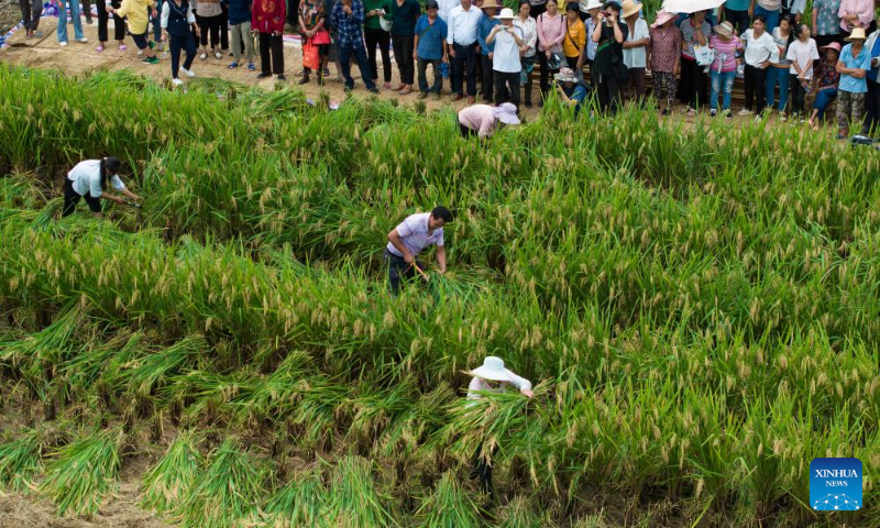 This aerial photo taken on Sept. 2, 2023 shows villagers taking part in a paddy rice harvest competition in Xinglong Village, Yanbian County of southwest China's Sichuan Province. (Xinhua/Jiang Hongjing)