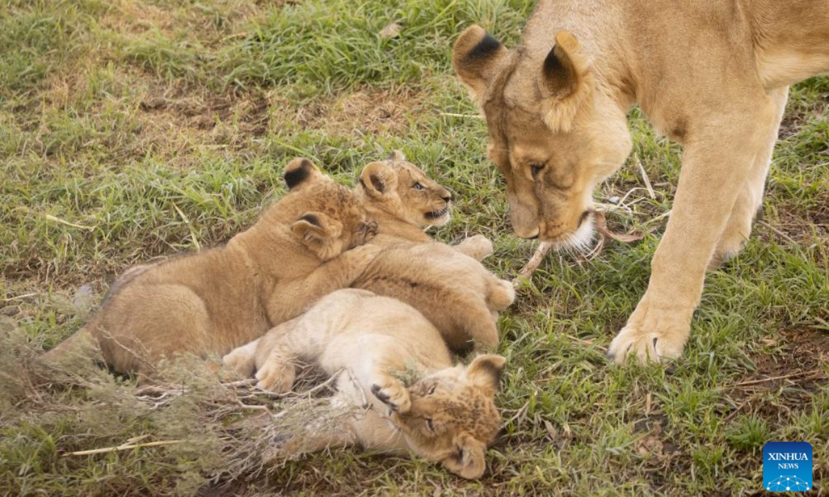 African lion Nilo interacts with three cubs at Werribee Open Range Zoo in Victoria, Australia, on Aug 2, 2023. Photo:Xinhua