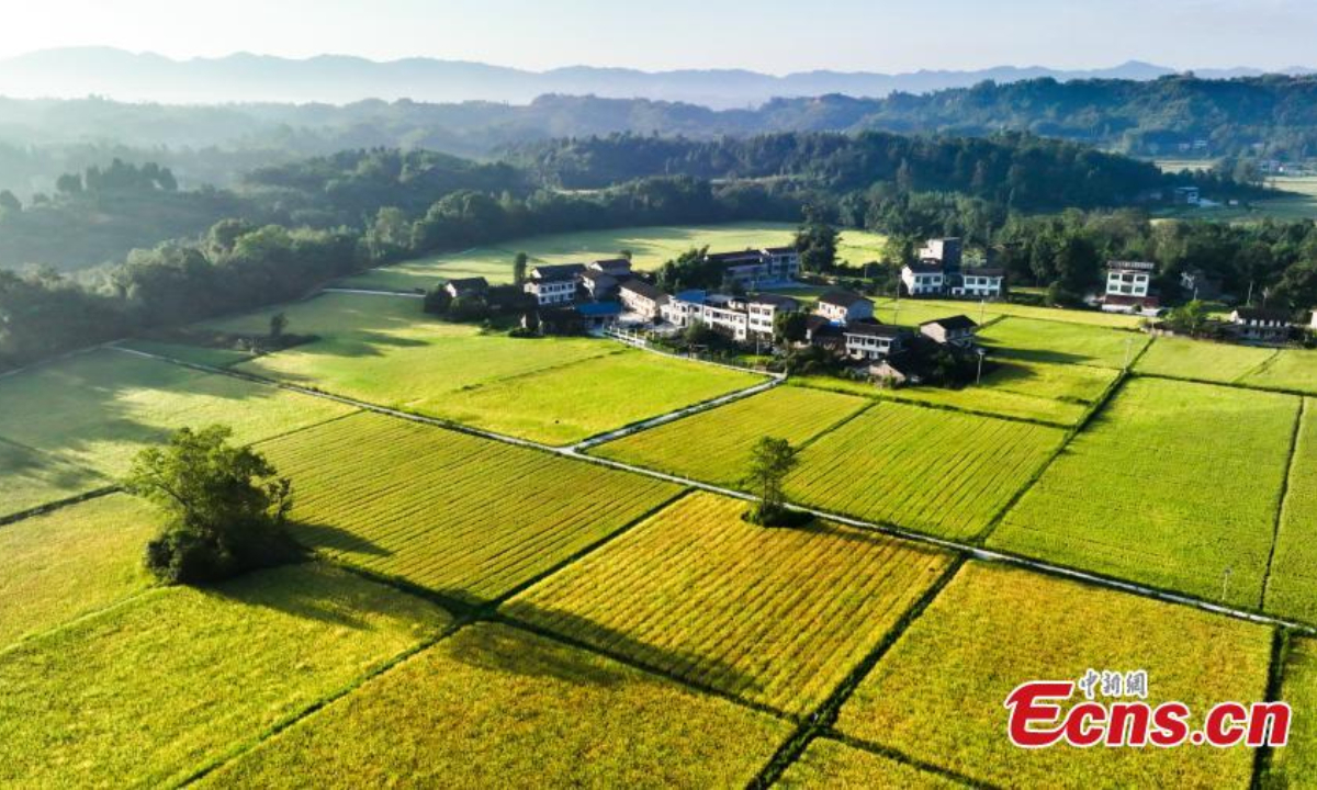 Rice paddy fields gleaming under the sun offer an idyllic scenery at Dazhu County of Dazhou City, southwest China's Sichuan Province in August. Photo:China News Service