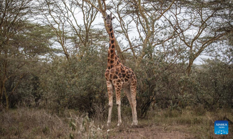 This photo taken on Sept. 2, 2023 shows a giraffe at Lake Nakuru National Park in Kenya. (Xinhua/Wang Guansen)