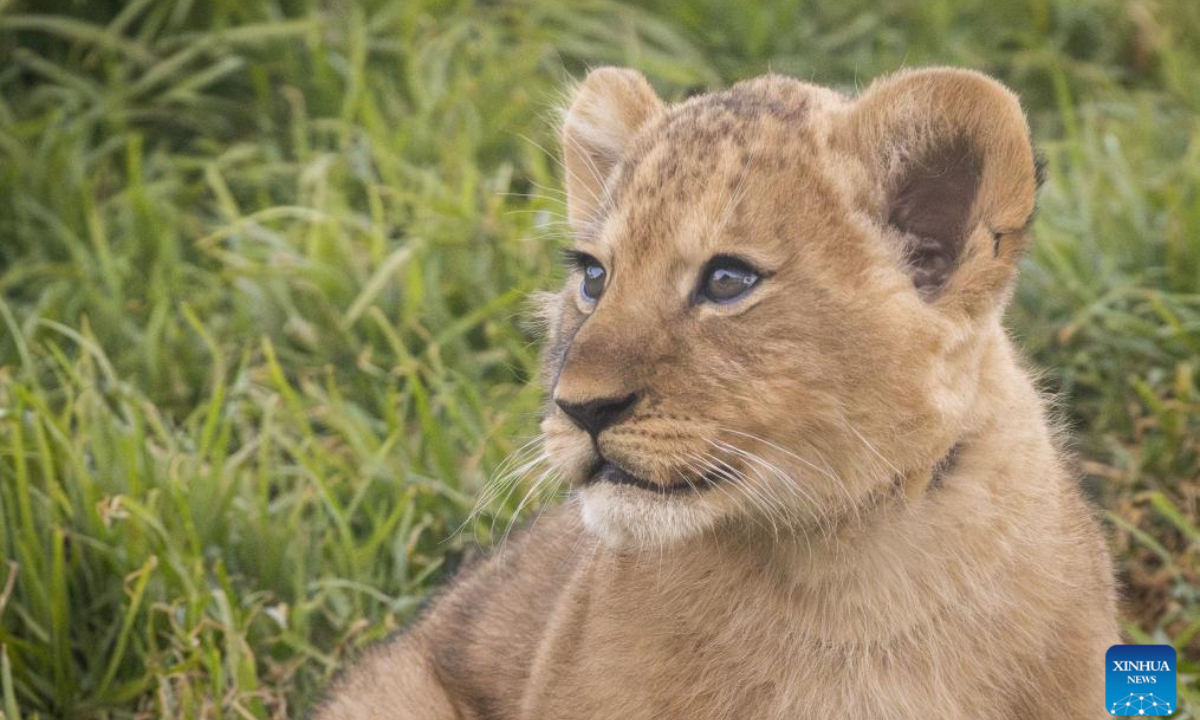 An African lion cub explores a habitat for the first time at Werribee Open Range Zoo in Victoria, Australia, on Aug 2, 2023. Photo:Xinhua