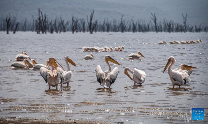 This photo taken on Sept. 2, 2023 shows pelicans at Lake Nakuru National Park in Kenya. (Xinhua/Wang Guansen)