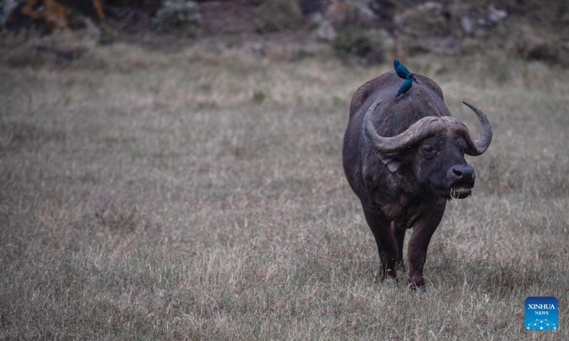 This photo taken on Sept. 2, 2023 shows a buffalo at Lake Nakuru National Park in Kenya. (Xinhua/Wang Guansen)