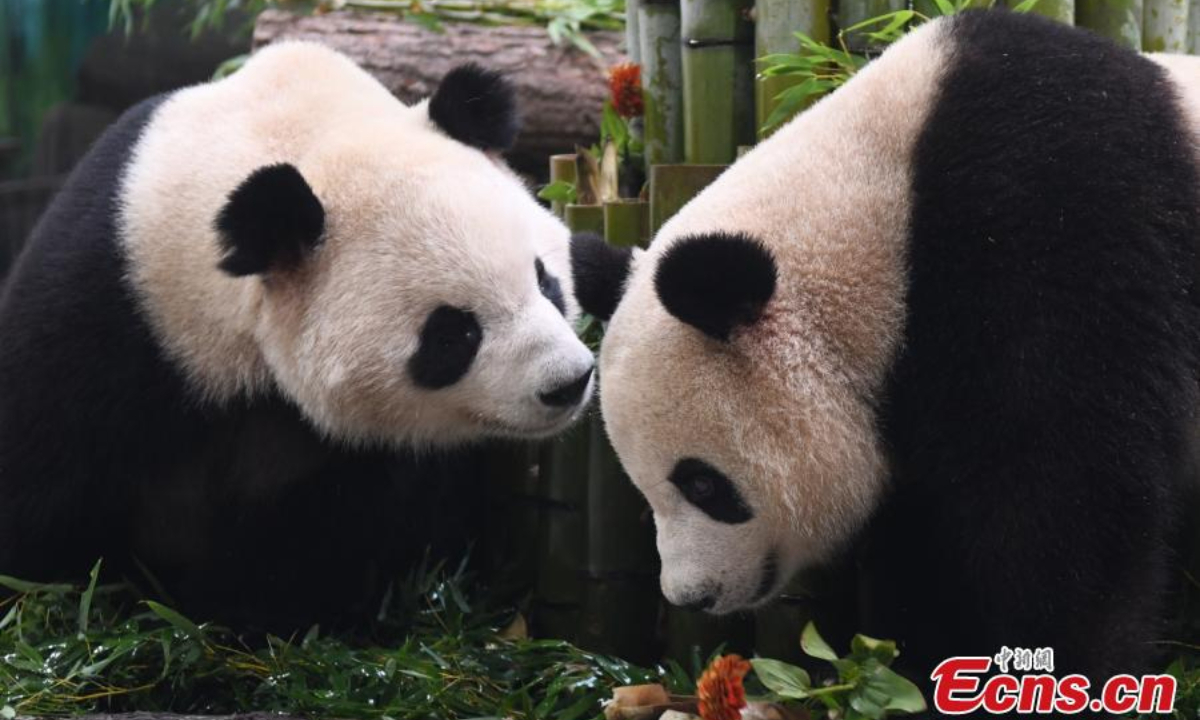 Giant pandas Chun Sheng and Xiang Guo play at Hangzhou Zoo in east China's Jiangsu Province, Aug 18, 2023. Photo:China News Service