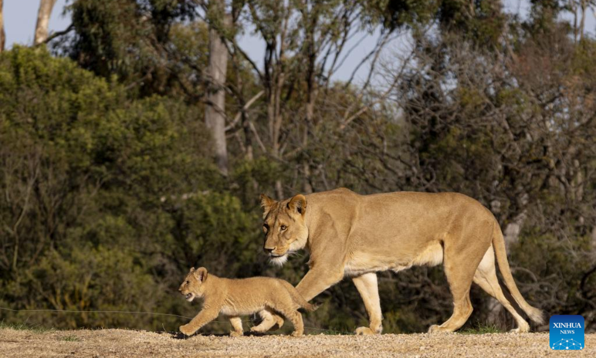 African lion Nilo leads a cub to explore their habitat at Werribee Open Range Zoo in Victoria, Australia, on Aug 2, 2023.Photo:Xinhua