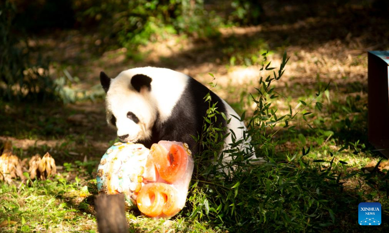 Giant panda Tian Tian enjoys an ice cake at Smithsonian's National Zoo in Washington, D.C., the United States, on Aug. 27, 2023. Giant panda Tian Tian celebrated his 26th birthday at the zoo on Sunday. (Photo by Winstead Barnes/Xinhua)