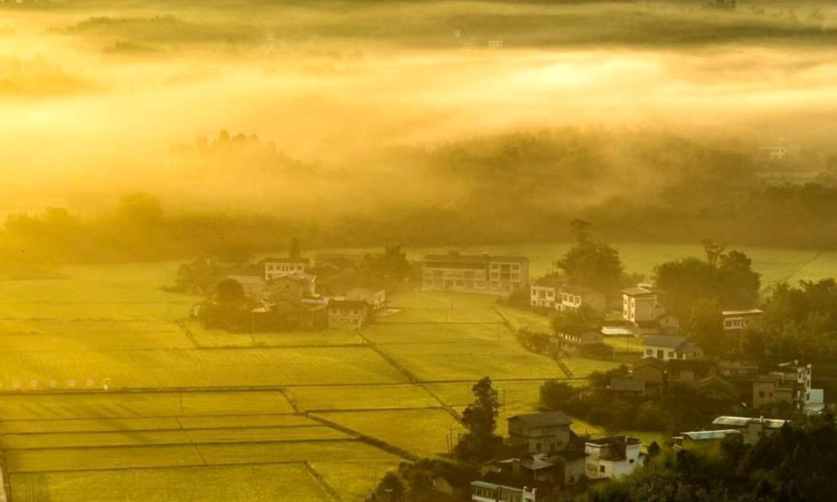 Rice paddy fields gleaming under the sun offer an idyllic scenery at Dazhu County of Dazhou City, southwest China's Sichuan Province in August. Photo:China News Service