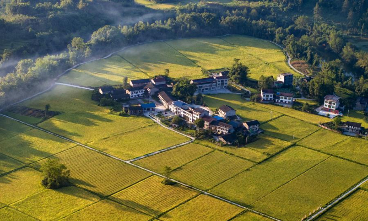 Rice paddy fields gleaming under the sun offer an idyllic scenery at Dazhu County of Dazhou City, southwest China's Sichuan Province in August. Photo:China News Service