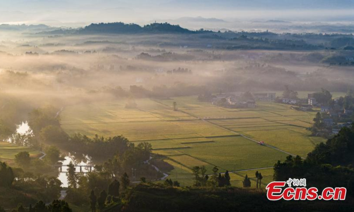 Rice paddy fields gleaming under the sun offer an idyllic scenery at Dazhu County of Dazhou City, southwest China's Sichuan Province in August. Photo:China News Service