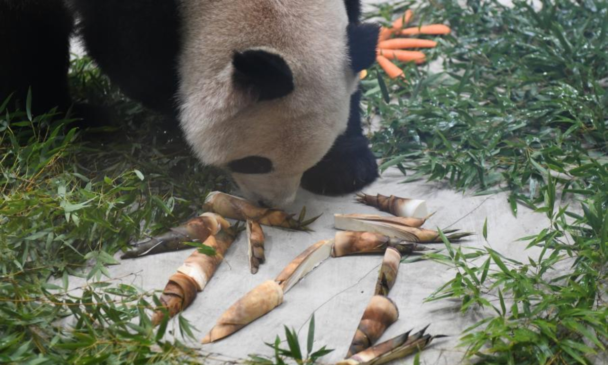 A giant panda eats bamboo shoots at Hangzhou Zoo in east China's Jiangsu Province, Aug 18, 2023. Photo:China News Service