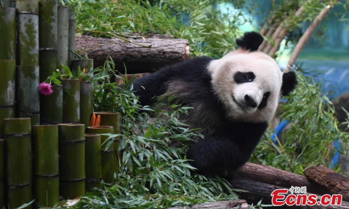 A giant panda plays on a frame at Hangzhou Zoo in east China's Jiangsu Province, Aug 18, 2023. Photo:China News Service