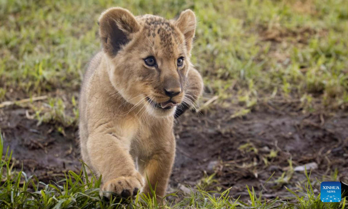 An African lion cub explores a habitat for the first time at Werribee Open Range Zoo in Victoria, Australia, on Aug 2, 2023. Australia's Werribee Open Range Zoo announced on Friday that a 10-week-old African lion trio got names after over 360,000 participants cast their votes in an online naming competition. Photo:Xinhua