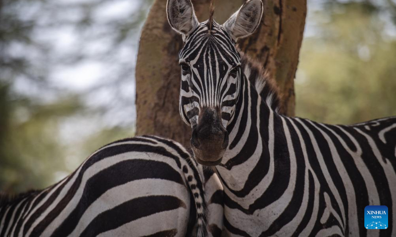 This photo taken on Sept. 2, 2023 shows zebras at Lake Nakuru National Park in Kenya. (Xinhua/Wang Guansen)