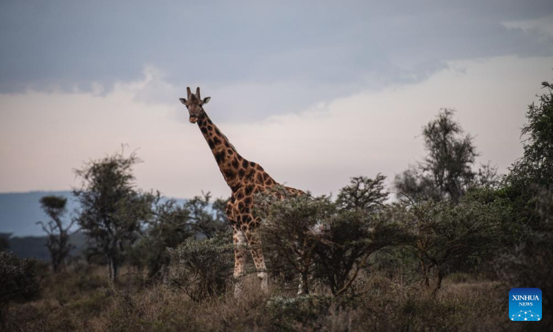 This photo taken on Sept. 2, 2023 shows a giraffe at Lake Nakuru National Park in Kenya. (Xinhua/Wang Guansen)