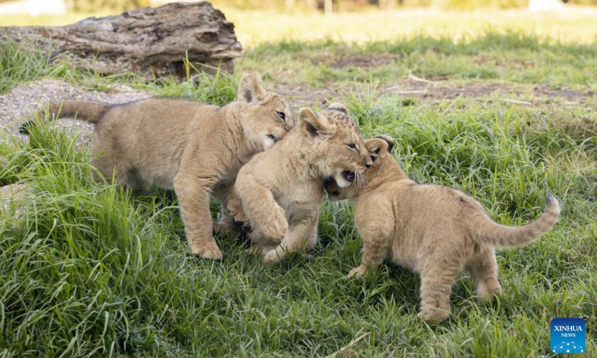 Three African lion cubs explore their habitat for the first time at Werribee Open Range Zoo in Victoria, Australia, on Aug 2, 2023. Photo:Xinhua