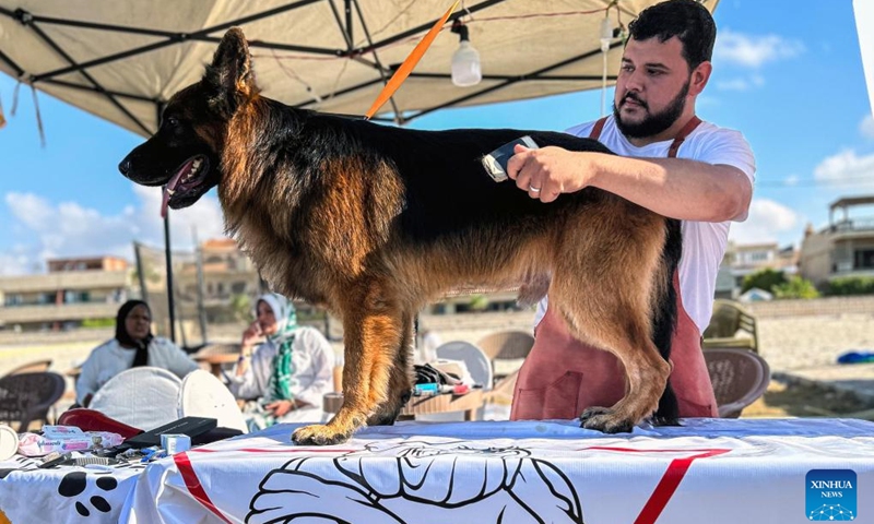 A man trims a dog during a pet carnival in Matrouh Governorate, Egypt, Aug 19, 2023. Photo: Xinhua