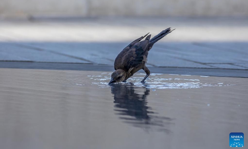 A black grackle drinks water from a puddle at a fountain in Dallas, Texas, the United States, on Aug. 17, 2023. The highest temperature in Dallas area reached 43 degrees Celsius on Thursday.(Photo: Xinhua)