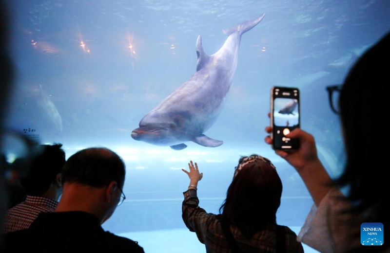 People watch a dolphin at an aquarium of Jangsaengpo Whale Museum in Ulsan, South Korea, Aug. 18, 2023. (Xinhua/Wang Yiliang)