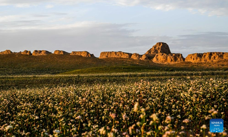 This photo taken on Aug. 18, 2023 shows blooming buckwheat flowers in Yanchi County, northwest China's Ningxia Hui Autonomous Region. With a total cultivation area of 661,000 mu (about 44,067 hectares) this year, buckwheat in Yanchi County is in full blossom. (Xinhua/Lian Zhen)