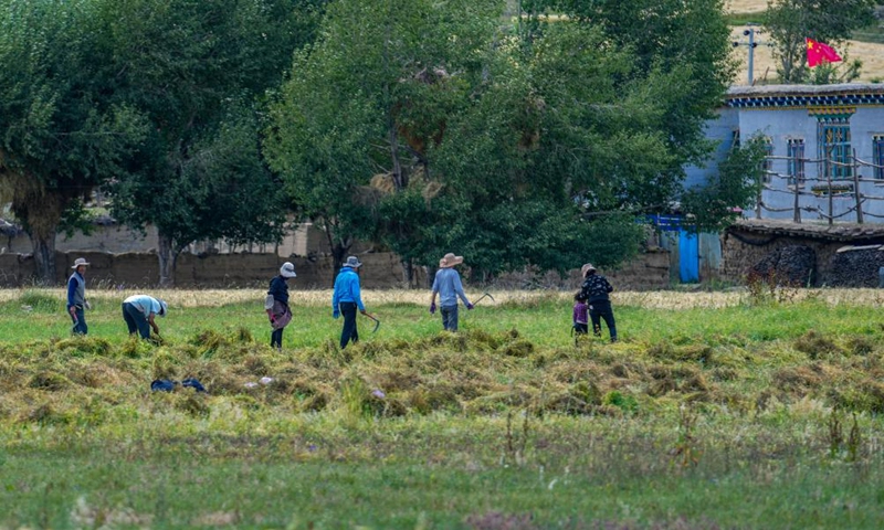 Farmers harvest highland barley in Banbar County, southwest China's Tibet Autonomous Region, Aug. 17, 2023. At present, highland barley and pasture in Banbar have entered the harvest season. (Xinhua/Jiang Fan)