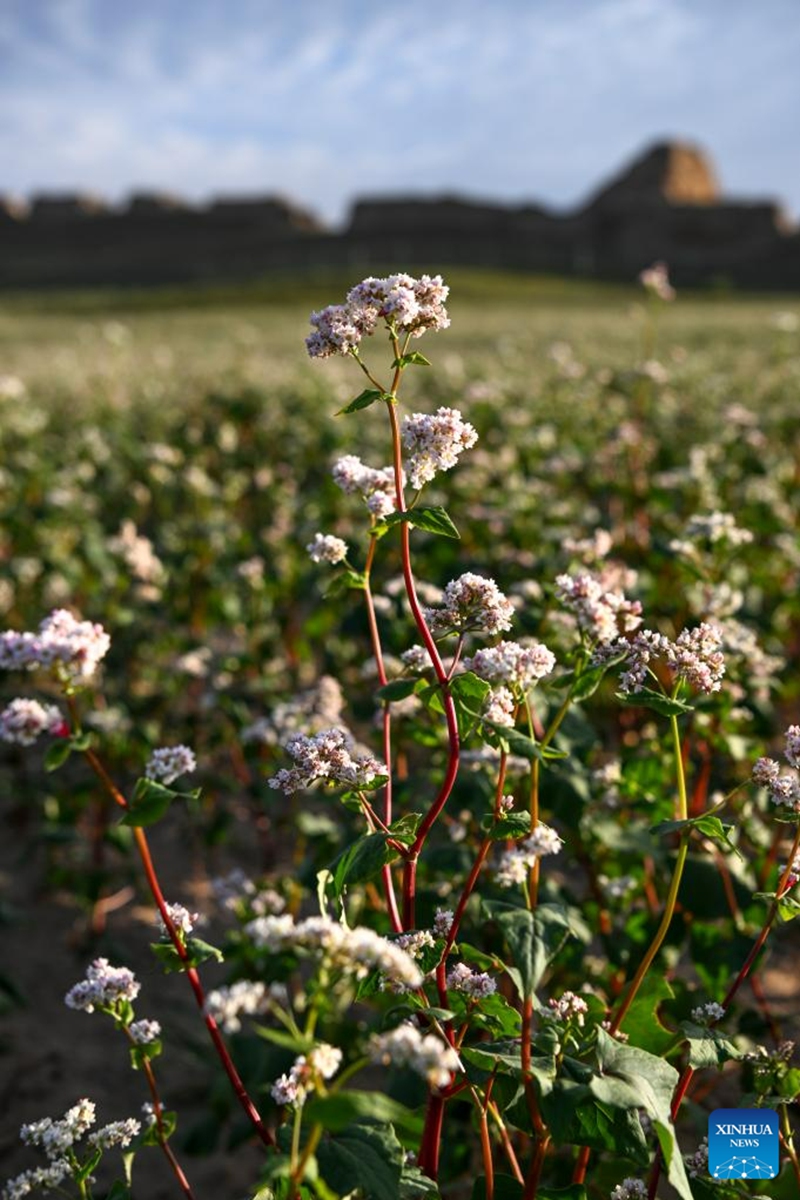 This photo taken on Aug. 18, 2023 shows blooming buckwheat flowers in Yanchi County, northwest China's Ningxia Hui Autonomous Region. With a total cultivation area of 661,000 mu (about 44,067 hectares) this year, buckwheat in Yanchi County is in full blossom. (Xinhua/Wang Peng)