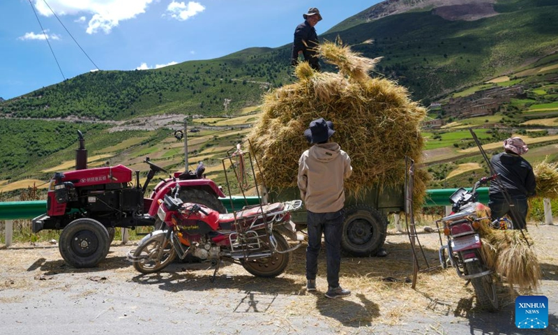 Farmers harvest highland barley in Banbar County, southwest China's Tibet Autonomous Region, Aug. 18, 2023. At present, highland barley and pasture in Banbar have entered the harvest season. (Xinhua/Jiang Fan)