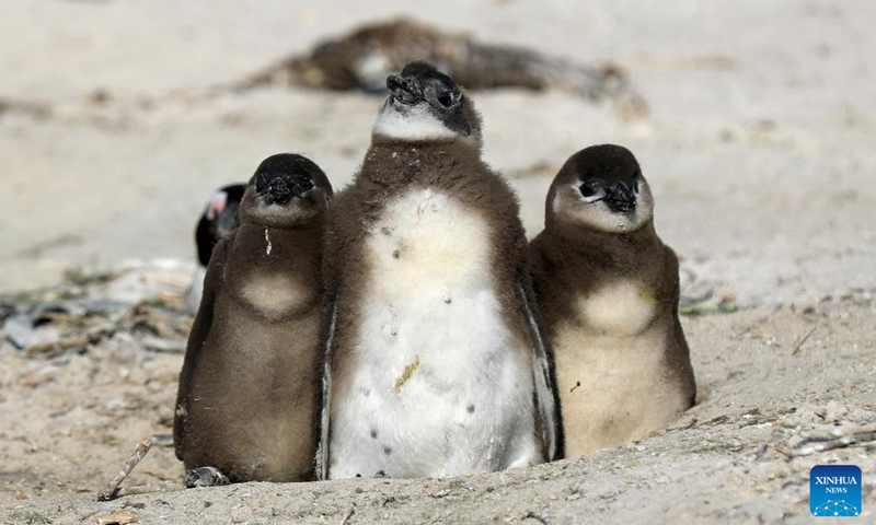 African penguins are pictured on the beach at Boulders Penguin Colony, Simon's Town, South Africa, Aug. 12, 2023. Simon's Town has the world-famous tourist attraction Penguin Beach. The African penguin is endemic to coastal areas of southern Africa. (Xinhua/Dong Jianghui)