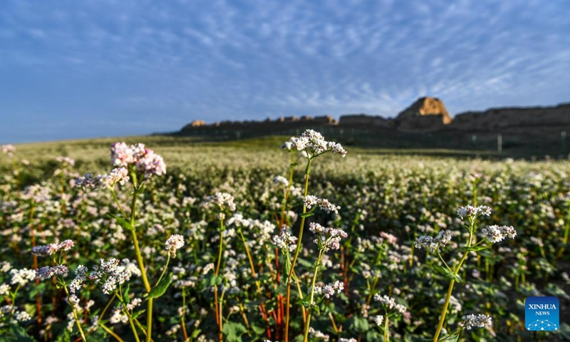 This photo taken on Aug. 18, 2023 shows blooming buckwheat flowers in Yanchi County, northwest China's Ningxia Hui Autonomous Region. With a total cultivation area of 661,000 mu (about 44,067 hectares) this year, buckwheat in Yanchi County is in full blossom. (Xinhua/Feng Kaihua)