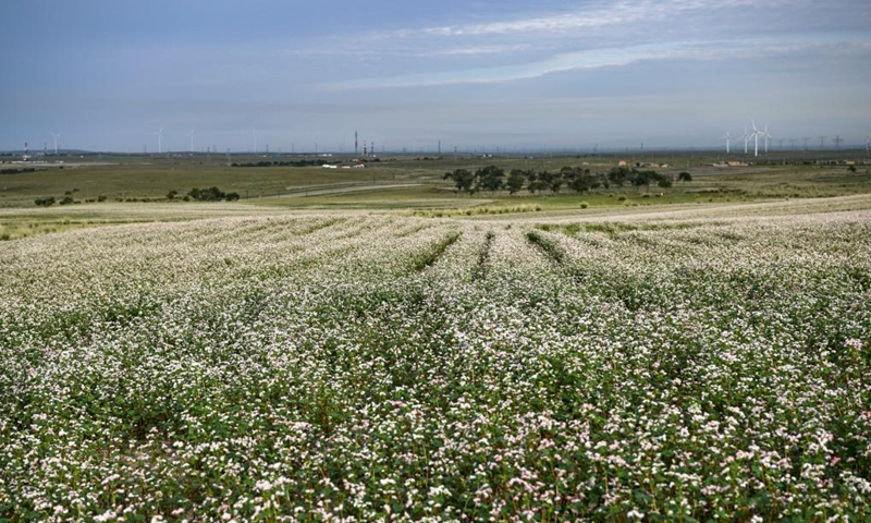 This photo taken on Aug. 18, 2023 shows blooming buckwheat flowers in Yanchi County, northwest China's Ningxia Hui Autonomous Region. With a total cultivation area of 661,000 mu (about 44,067 hectares) this year, buckwheat in Yanchi County is in full blossom. (Xinhua/Wang Peng)