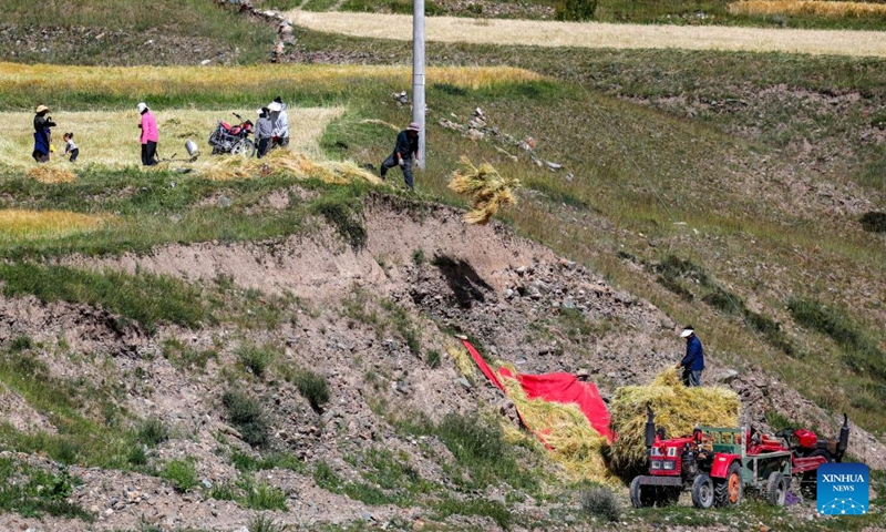 Farmers harvest highland barley in Banbar County, southwest China's Tibet Autonomous Region, Aug. 17, 2023. At present, highland barley and pasture in Banbar have entered the harvest season. (Xinhua/Jiang Fan)