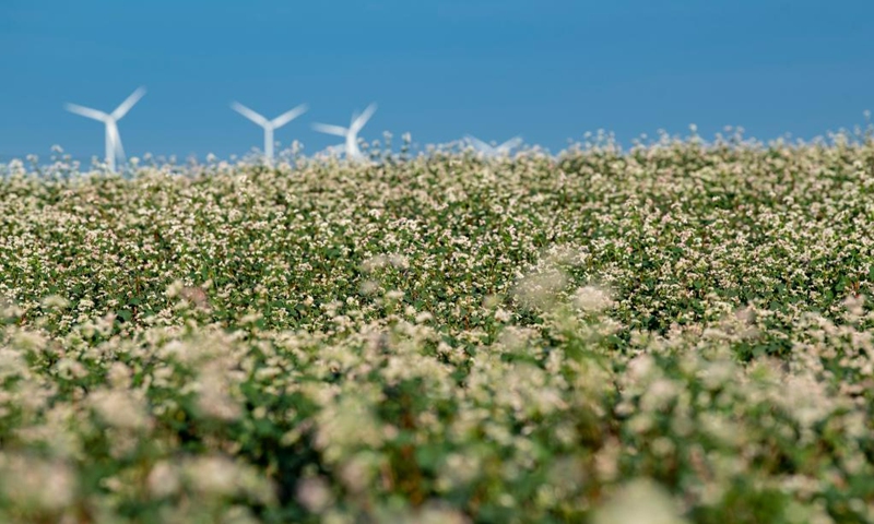 This photo taken on Aug. 18, 2023 shows blooming buckwheat flowers in Yanchi County, northwest China's Ningxia Hui Autonomous Region. With a total cultivation area of 661,000 mu (about 44,067 hectares) this year, buckwheat in Yanchi County is in full blossom. (Xinhua/Feng Kaihua)