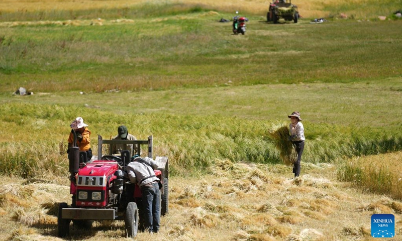 Farmers harvest highland barley in Banbar County, southwest China's Tibet Autonomous Region, Aug. 17, 2023. At present, highland barley and pasture in Banbar have entered the harvest season. (Xinhua/Jiang Fan)