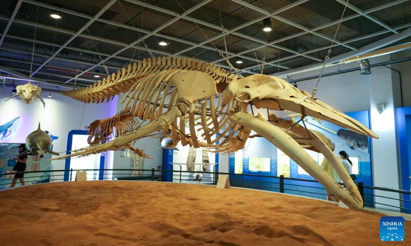 This photo taken on Aug. 19, 2023 shows whale specimens at Jangsaengpo Whale Museum in Ulsan, South Korea. (Xinhua/Wang Yiliang)