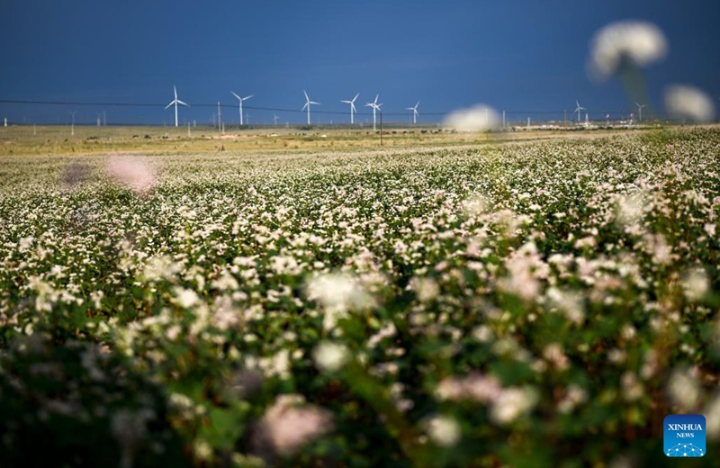 This photo taken on Aug. 18, 2023 shows blooming buckwheat flowers in Yanchi County, northwest China's Ningxia Hui Autonomous Region. With a total cultivation area of 661,000 mu (about 44,067 hectares) this year, buckwheat in Yanchi County is in full blossom. (Xinhua/Wang Peng)