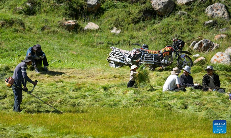 Farmers harvest pasture in Banbar County, southwest China's Tibet Autonomous Region, Aug. 17, 2023. At present, highland barley and pasture in Banbar have entered the harvest season. (Xinhua/Jiang Fan)