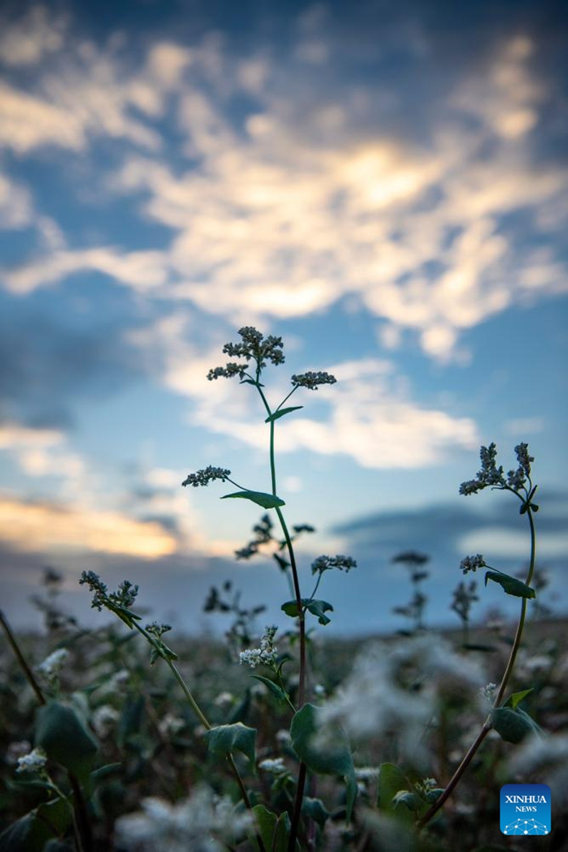 This photo taken on Aug. 18, 2023 shows blooming buckwheat flowers in Yanchi County, northwest China's Ningxia Hui Autonomous Region. With a total cultivation area of 661,000 mu (about 44,067 hectares) this year, buckwheat in Yanchi County is in full blossom. (Xinhua/Feng Kaihua)