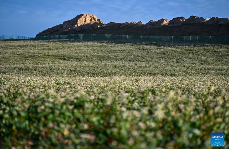 This photo taken on Aug. 18, 2023 shows blooming buckwheat flowers in Yanchi County, northwest China's Ningxia Hui Autonomous Region. With a total cultivation area of 661,000 mu (about 44,067 hectares) this year, buckwheat in Yanchi County is in full blossom. (Xinhua/Liu Jinhai)