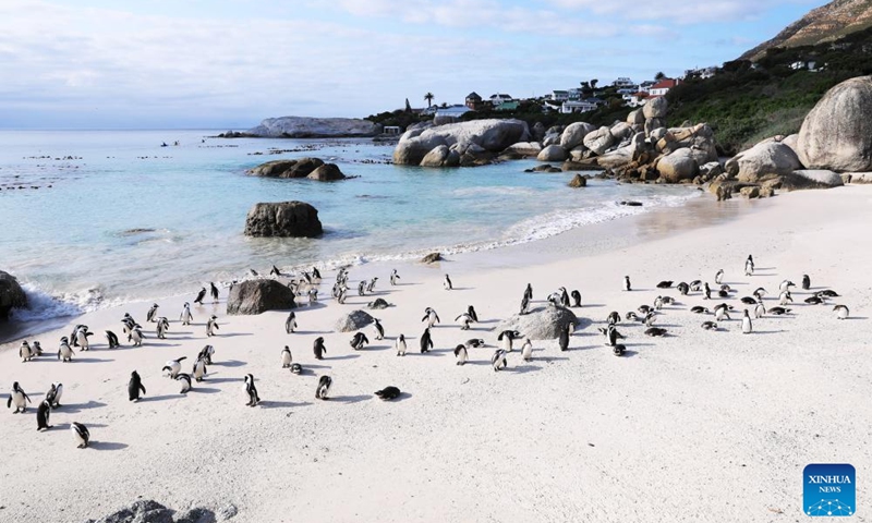 African penguins are pictured on the beach at Boulders Penguin Colony, Simon's Town, South Africa, Aug. 12, 2023. Simon's Town has the world-famous tourist attraction Penguin Beach. The African penguin is endemic to coastal areas of southern Africa. (Xinhua/Dong Jianghui)