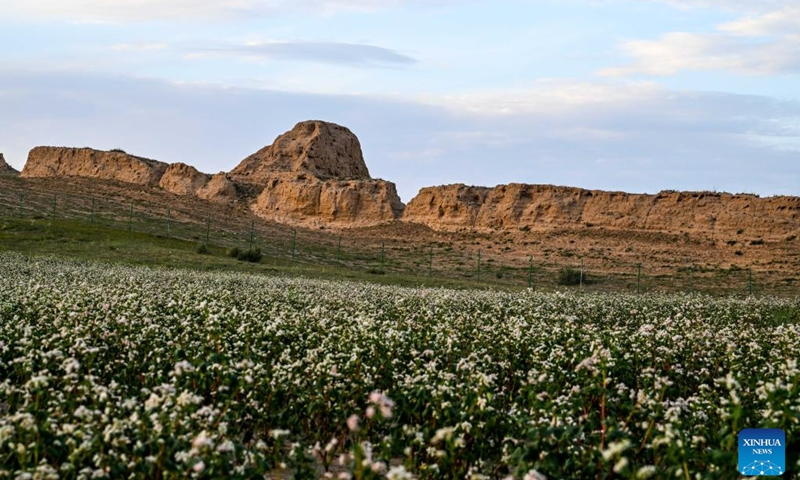 This photo taken on Aug. 18, 2023 shows blooming buckwheat flowers in Yanchi County, northwest China's Ningxia Hui Autonomous Region. With a total cultivation area of 661,000 mu (about 44,067 hectares) this year, buckwheat in Yanchi County is in full blossom. (Xinhua/Lian Zhen)