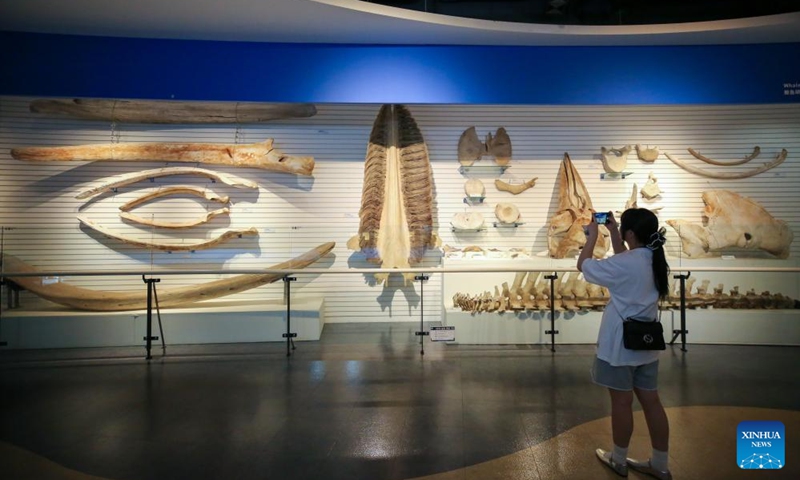 A visitor takes photos of whale specimens at Jangsaengpo Whale Museum in Ulsan, South Korea, Aug. 19, 2023. (Xinhua/Wang Yiliang)