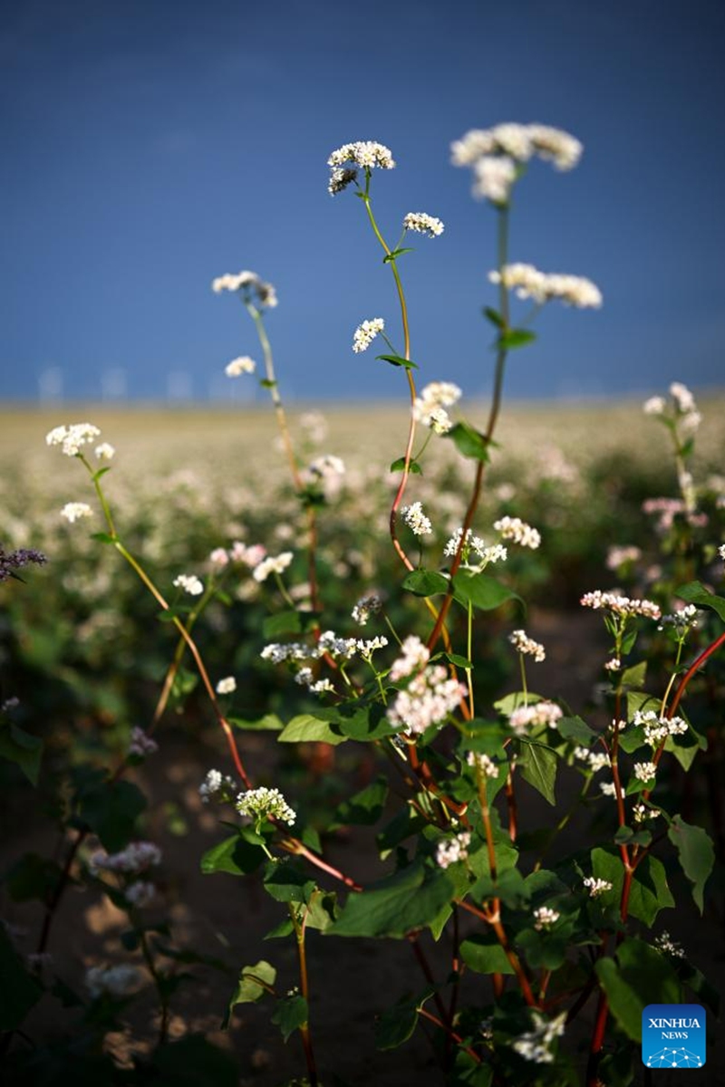 This photo taken on Aug. 18, 2023 shows blooming buckwheat flowers in Yanchi County, northwest China's Ningxia Hui Autonomous Region. With a total cultivation area of 661,000 mu (about 44,067 hectares) this year, buckwheat in Yanchi County is in full blossom. (Xinhua/Wang Peng)