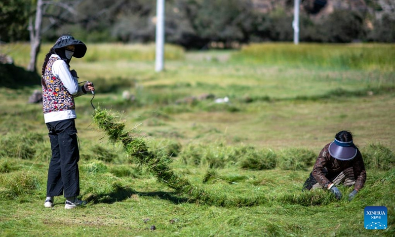 Farmers arrange harvested pasture in Banbar County, southwest China's Tibet Autonomous Region, Aug. 17, 2023. At present, highland barley and pasture in Banbar have entered the harvest season. (Xinhua/Jiang Fan)