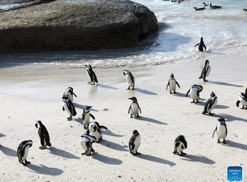 African penguins are pictured on the beach at Boulders Penguin Colony, Simon's Town, South Africa, Aug. 12, 2023. Simon's Town has the world-famous tourist attraction Penguin Beach. The African penguin is endemic to coastal areas of southern Africa. (Xinhua/Dong Jianghui)