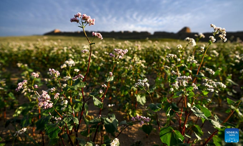 This photo taken on Aug. 18, 2023 shows blooming buckwheat flowers in Yanchi County, northwest China's Ningxia Hui Autonomous Region. With a total cultivation area of 661,000 mu (about 44,067 hectares) this year, buckwheat in Yanchi County is in full blossom. (Xinhua/Wang Peng)