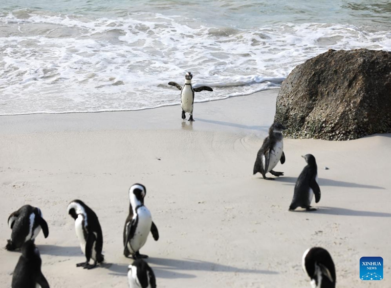 African penguins are pictured on the beach at Boulders Penguin Colony, Simon's Town, South Africa, Aug. 12, 2023. Simon's Town has the world-famous tourist attraction Penguin Beach. The African penguin is endemic to coastal areas of southern Africa. (Xinhua/Dong Jianghui)