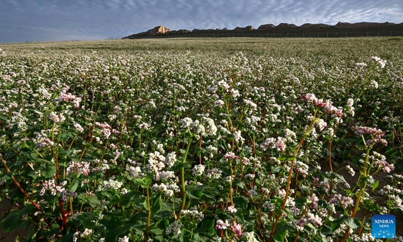 This photo taken on Aug. 18, 2023 shows blooming buckwheat flowers in Yanchi County, northwest China's Ningxia Hui Autonomous Region. With a total cultivation area of 661,000 mu (about 44,067 hectares) this year, buckwheat in Yanchi County is in full blossom. (Xinhua/Wang Peng)