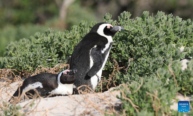 African penguins are pictured on the beach at Boulders Penguin Colony, Simon's Town, South Africa, Aug. 12, 2023. Simon's Town has the world-famous tourist attraction Penguin Beach. The African penguin is endemic to coastal areas of southern Africa. (Xinhua/Dong Jianghui)