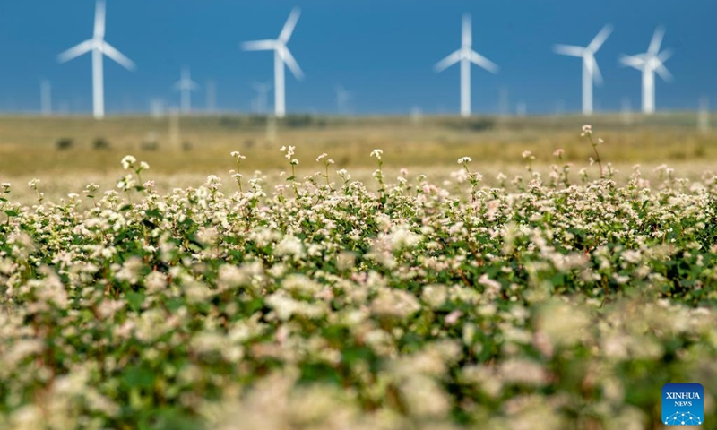 This photo taken on Aug. 18, 2023 shows blooming buckwheat flowers in Yanchi County, northwest China's Ningxia Hui Autonomous Region. With a total cultivation area of 661,000 mu (about 44,067 hectares) this year, buckwheat in Yanchi County is in full blossom. (Xinhua/Feng Kaihua)